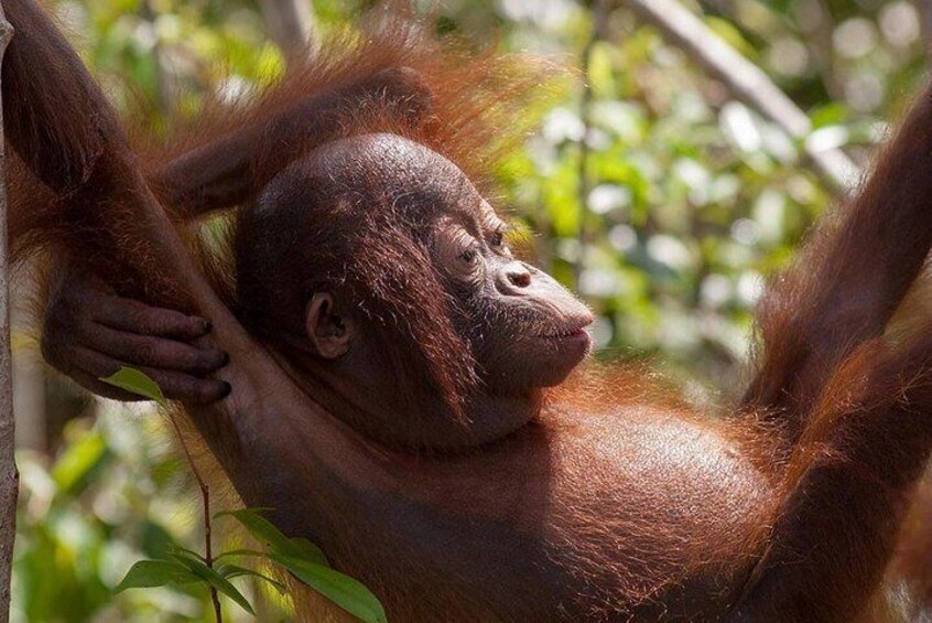 Semenggoh Orangutan with Rainforest Kayaking from Kuching