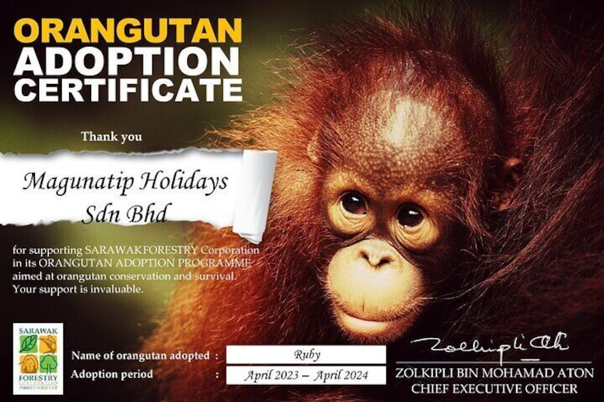 Semenggoh Orangutan with Rainforest Kayaking from Kuching