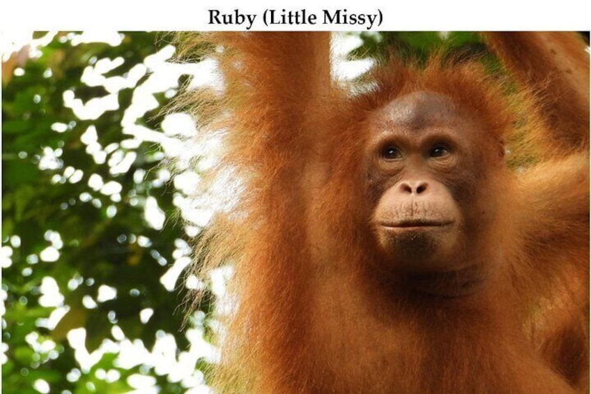Semenggoh Orangutan with Rainforest Kayaking from Kuching