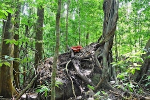 Day-Trip to Gunung Gading Rafflesia Centre from Kuching City