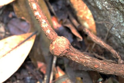 Day-Trip to Gunung Gading Rafflesia Centre from Kuching City