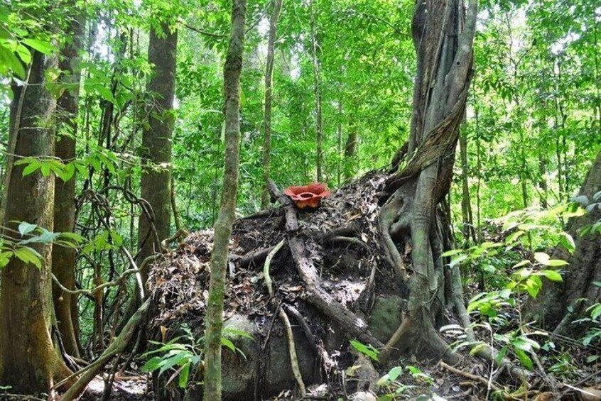 Day-Trip to Gunung Gading Rafflesia Centre from Kuching City