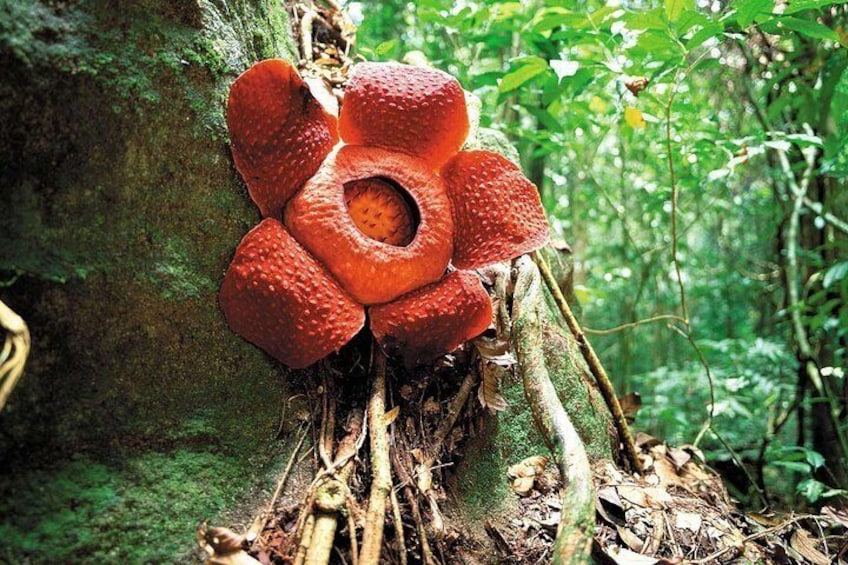 Fully Bloom Rafflesia