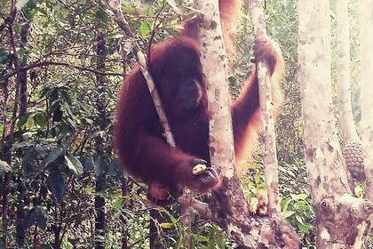 Kuching City Tour & Semenggoh Wildlife