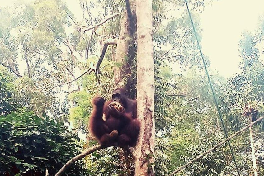 Kuching City Tour & Semenggoh Wildlife