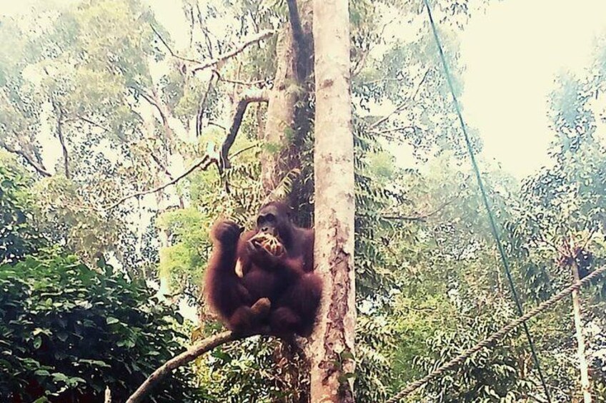 Kuching City Tour & Semenggoh Wildlife