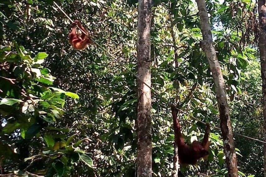 Orangutan 