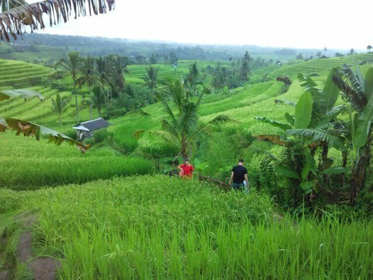 Bali Cooking Class with Ubud Tour