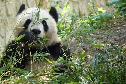 Peking privat tur till tempel av himlen, Panda House och Summer Palace