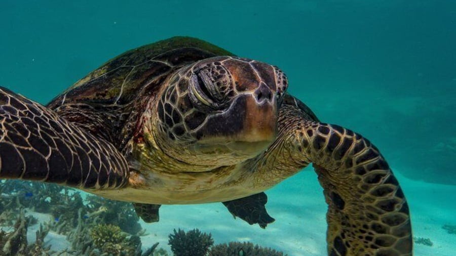 Join a Cape Immersion Tours cruise as we explore the waters of the Ningaloo Marine Park in search of turtles to view from both above and beneath the sea surface.
