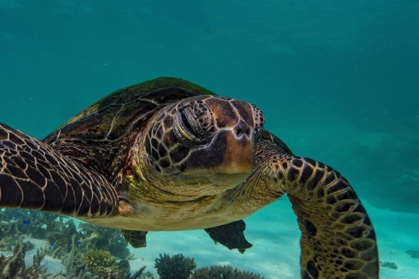 Join a Cape Immersion Tours cruise as we explore the waters of the Ningaloo Marine Park in search of turtles to view from both above and beneath the sea surface. 