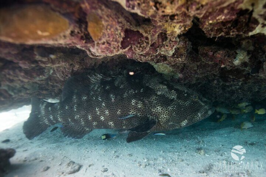 Half Day Snorkel 2.5hr Turtle Tour on the Ningaloo Reef, Exmouth