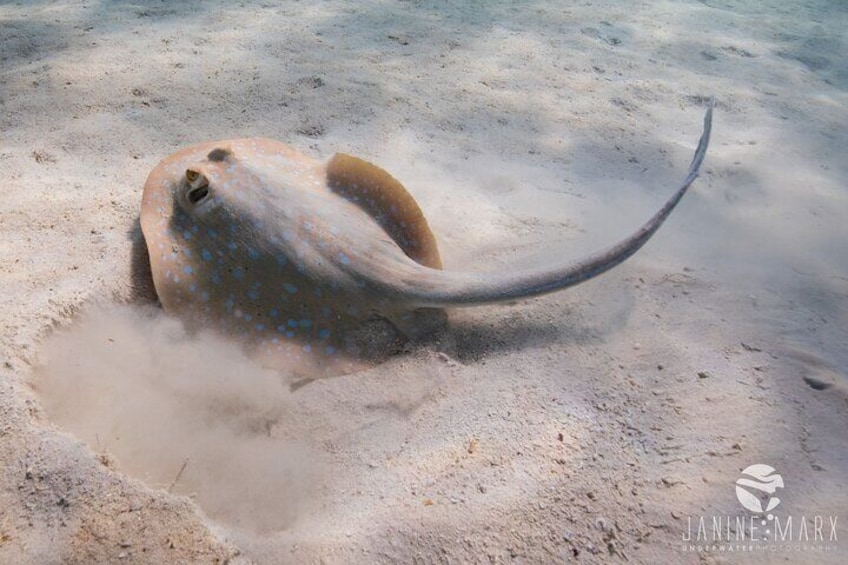 Half Day Snorkel 2.5hr Turtle Tour on the Ningaloo Reef, Exmouth