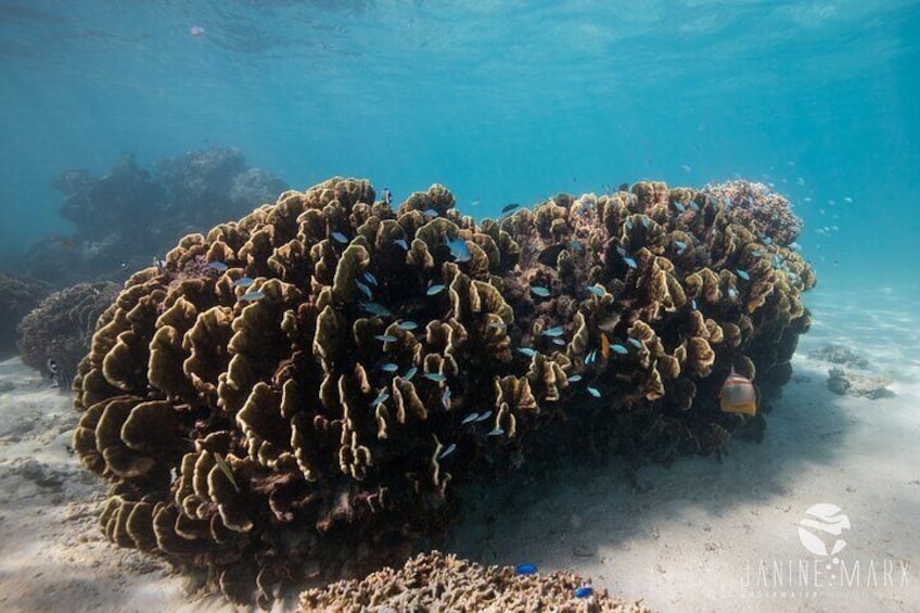 Half Day Snorkel 2.5hr Turtle Tour on the Ningaloo Reef, Exmouth