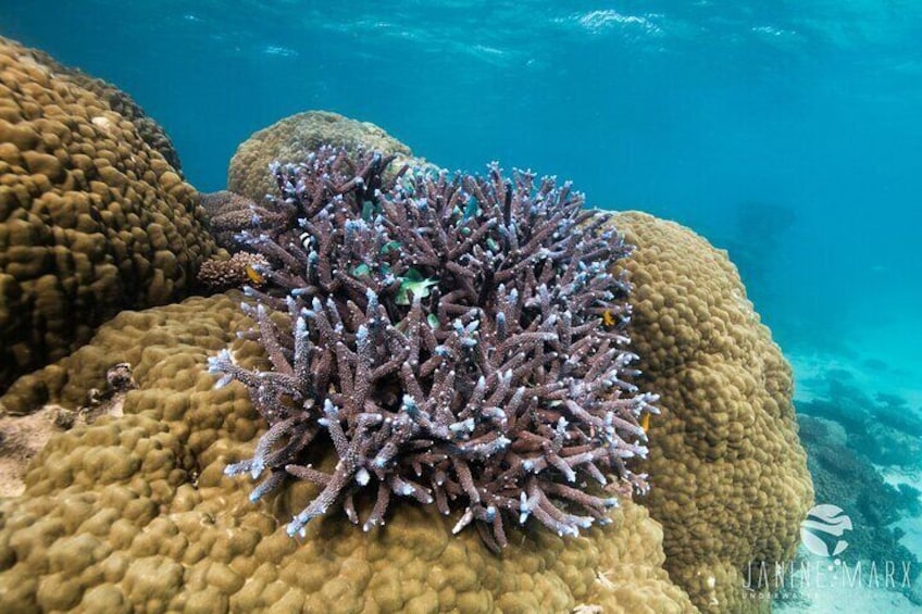 Ningaloo Reef Snorkel and Wildlife Adventure 