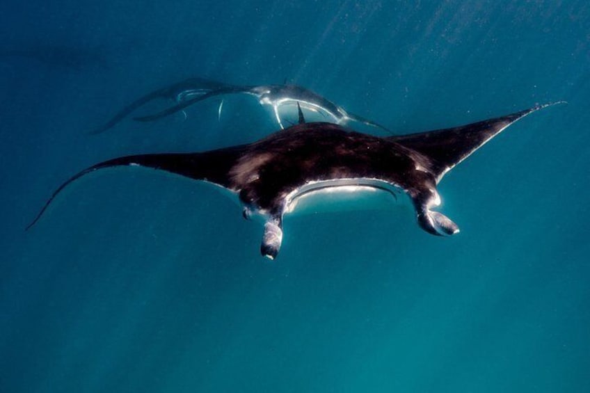 Mantas in a mating chain. 