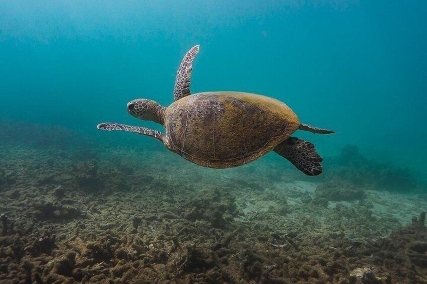 Swim with turtles as they graciously glide through the turquoise waters. 