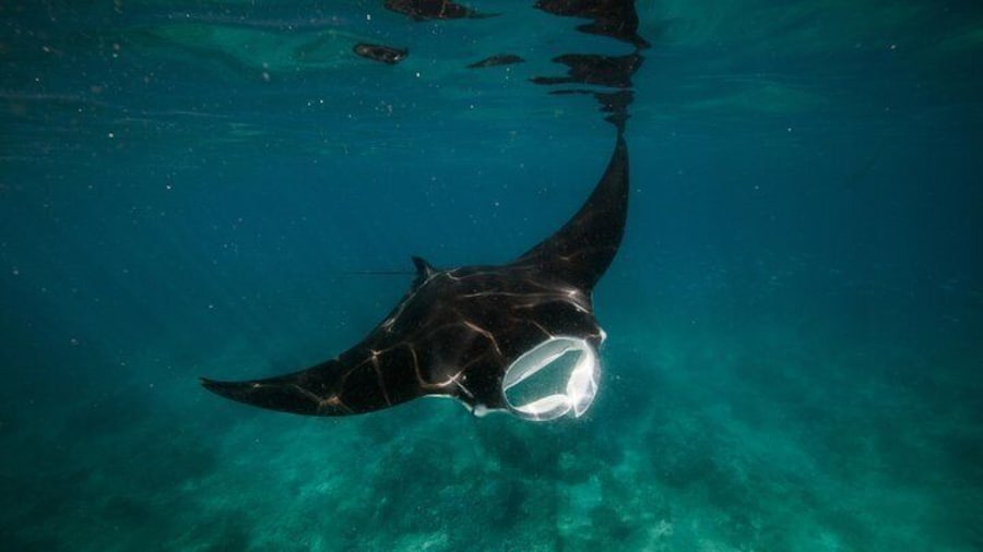 Majestic mantas are frequently encountered particularly between the months of July and October.