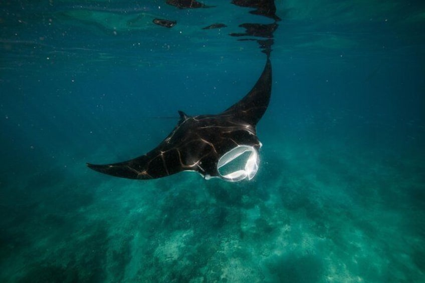 Majestic mantas are frequently encountered particularly between the months of July and October. 