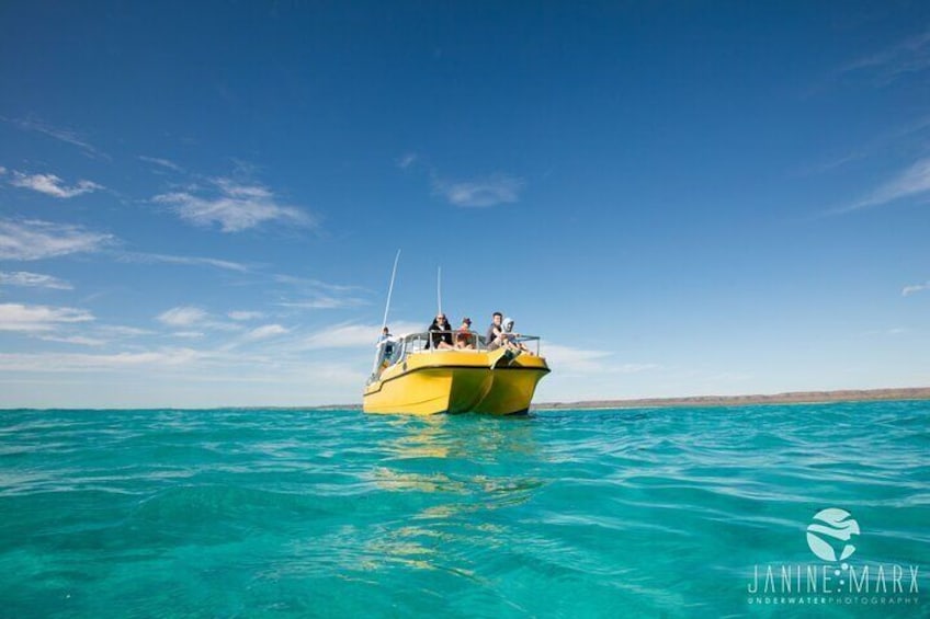 Ningaloo Reef Snorkel and Wildlife Adventure 