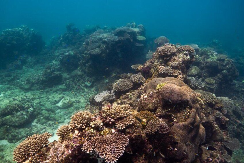 The marine sanctuary zones of the Ningaloo are teaming with life. 