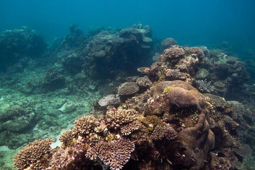 The marine sanctuary zones of the Ningaloo are teaming with life. 