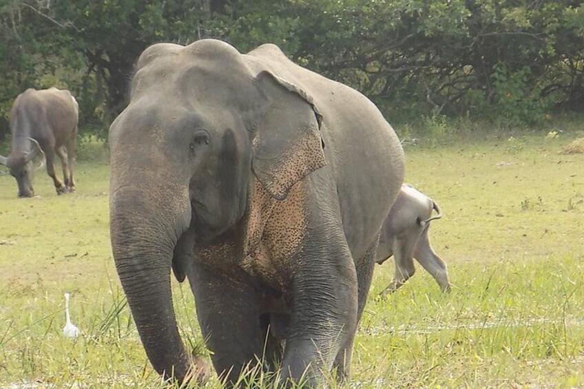 Kumana National Park Wildlife Safari