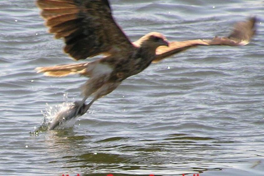 Hawk takes fish