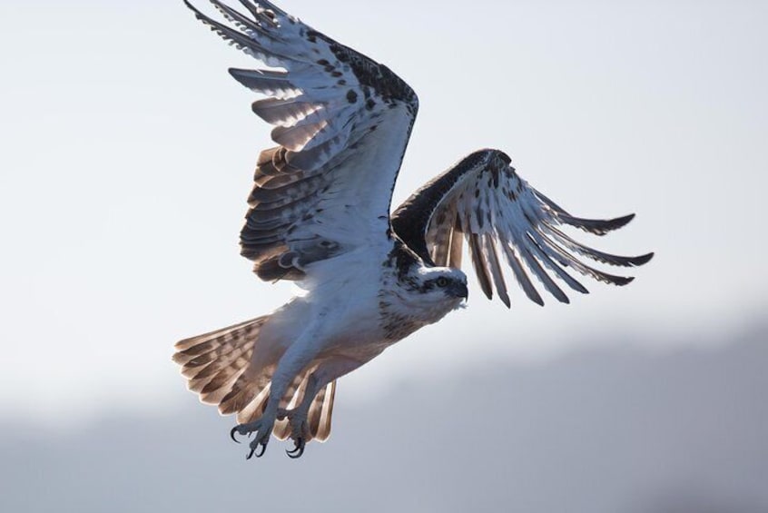 Osprey.