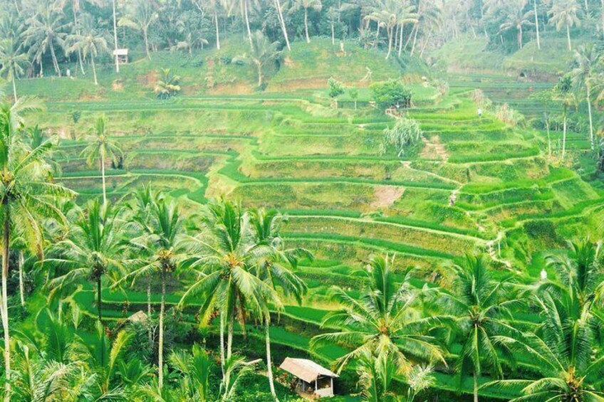 Tegalalang Rice Terrace