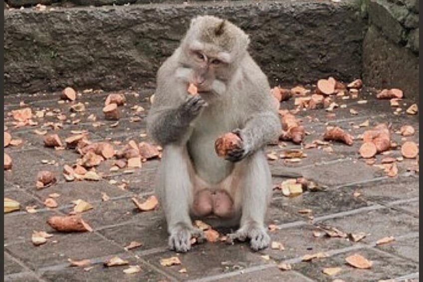 Bali Cooking Class with Monkey Forest