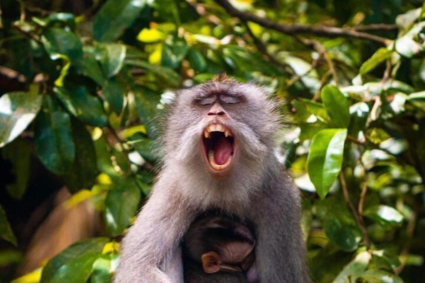 Bali Cooking Class with Monkey Forest