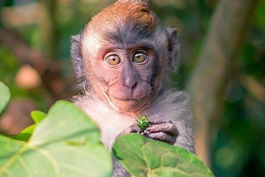 Bali Cooking Class with Monkey Forest