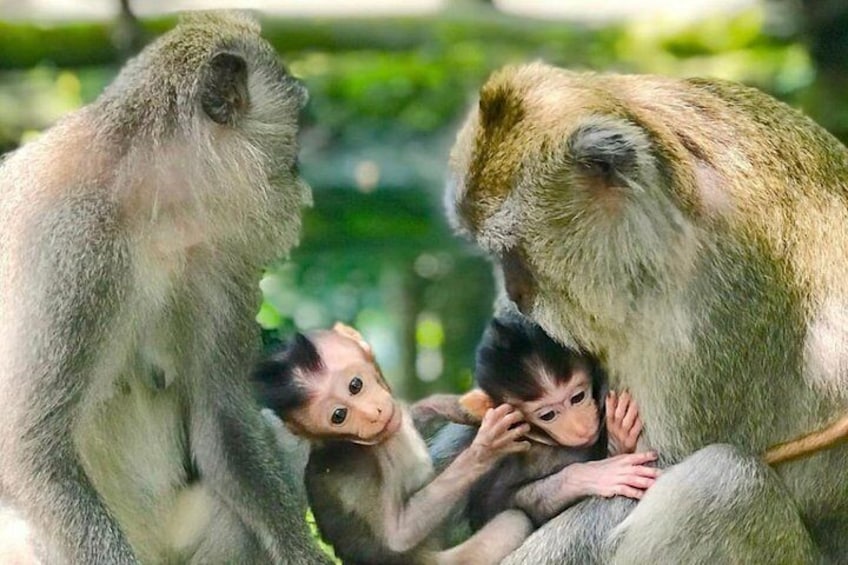 Bali Cooking Class with Monkey Forest