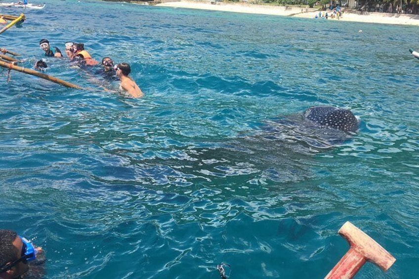 Whaleharks Interaction and Sardines Hunting in Pescador Island from Cebu City