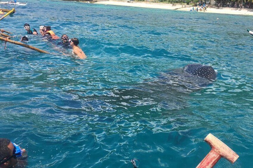 Whaleharks Interaction and Sardines Hunting in Pescador Island from Cebu City