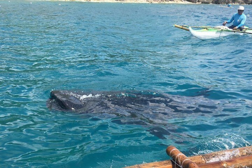 Whaleharks Interaction and Sardines Hunting in Pescador Island from Cebu City