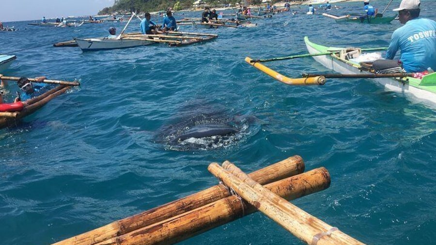 Whalesharks in Oslob