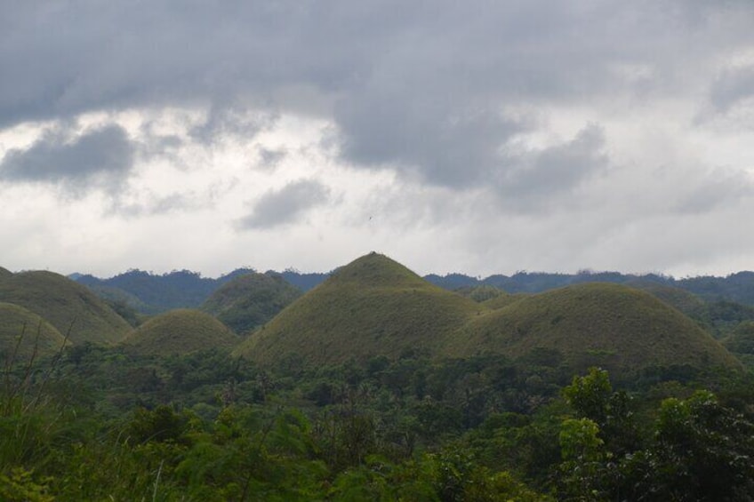 Bohol Whaleharks Interaction & Bohol Countryside Tour with Lunch from Cebu City