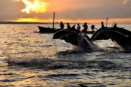 Amazing Private Tours: Dolphins Lovina and Gitgit Waterfall include Lunch