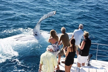 Half-Day Whale Watching Sunset Cruise from Broome