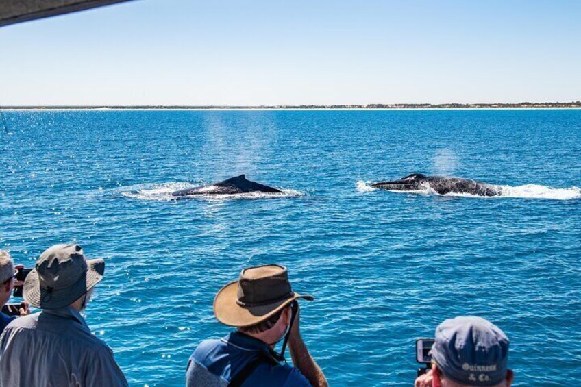 Half-Day Whale Watching Sunset Cruise from Broome