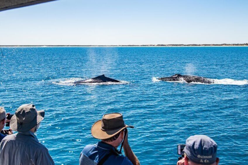 Half-Day Whale Watching Sunset Cruise from Broome