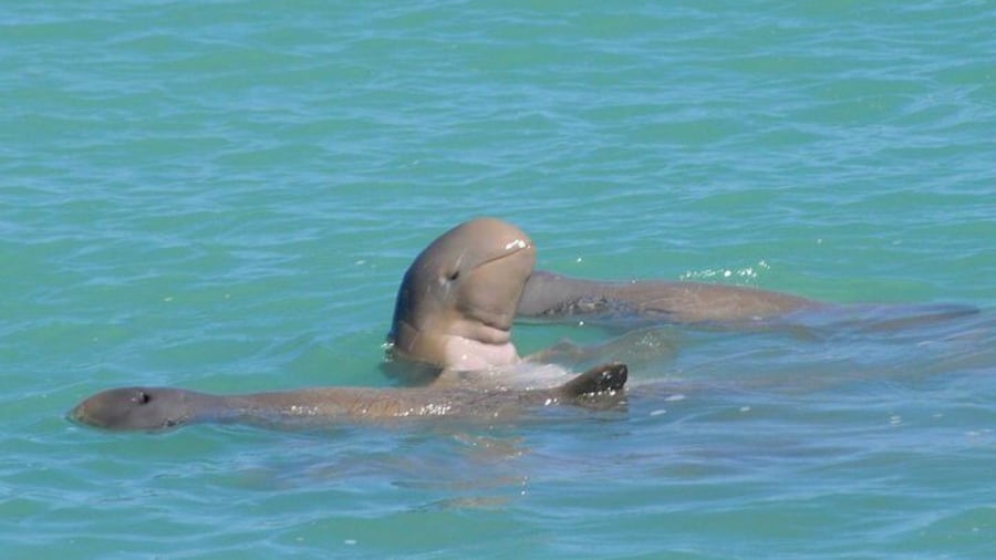 The very rare Snubfin Dolphin