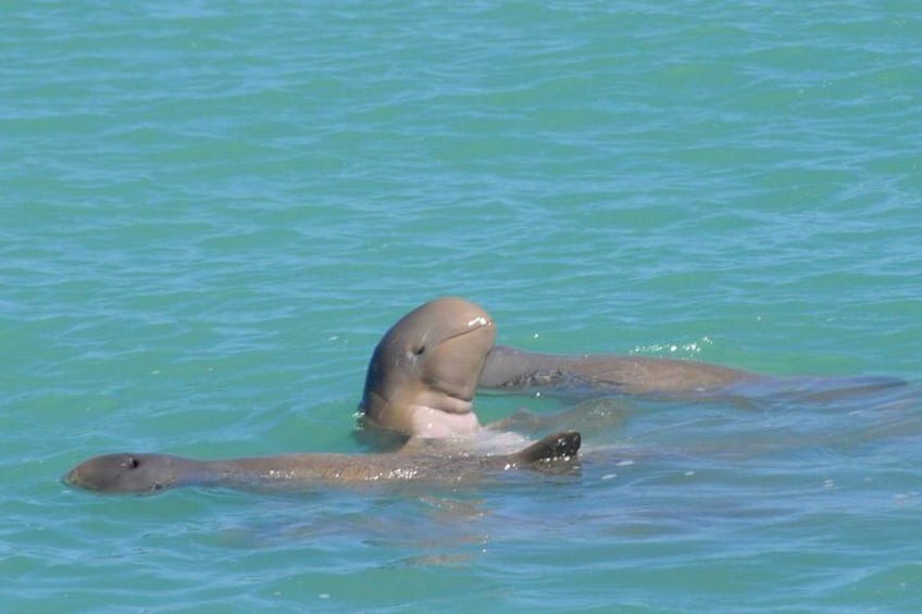 The very rare Snubfin Dolphin