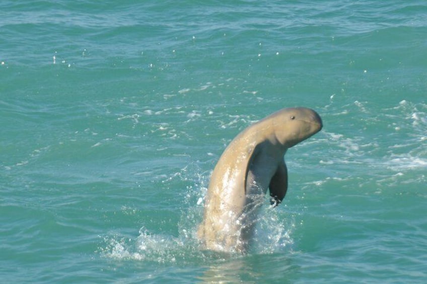 Jumping Snubfin Dolphin