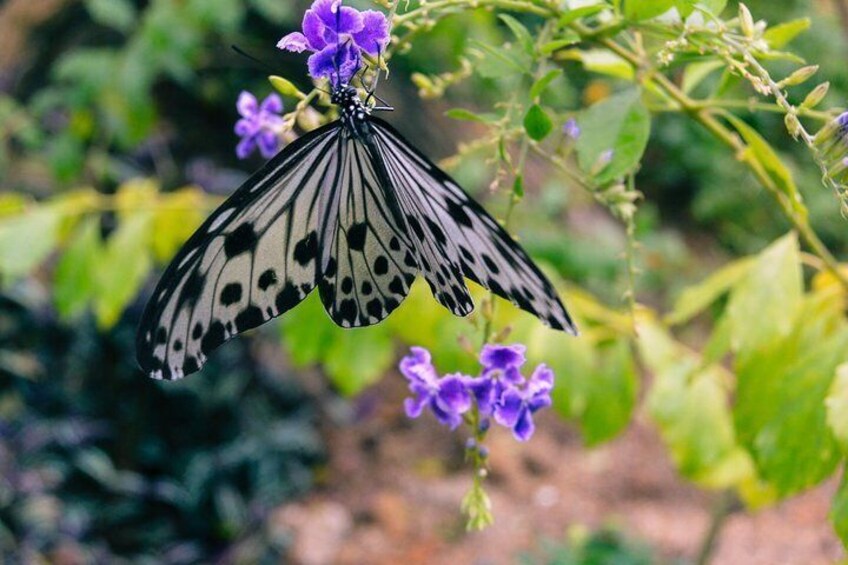 Entopia Butetrfly Farm