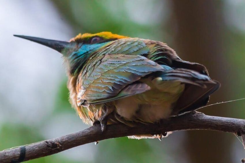 Birds in Yala National Park