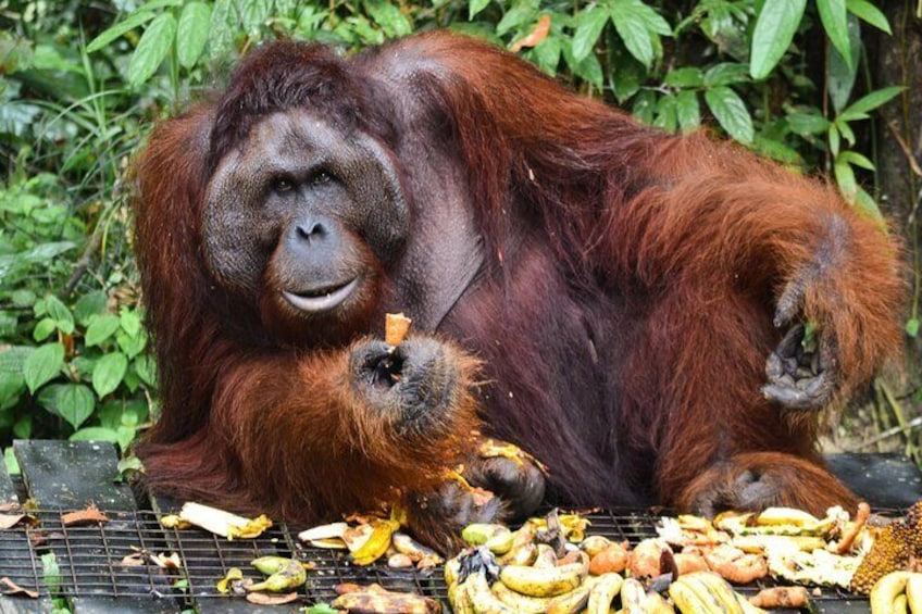 Semenggoh Wildlife Centre