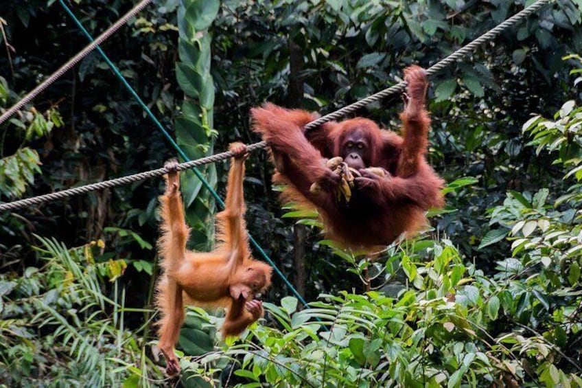 Orang Utan endangered species